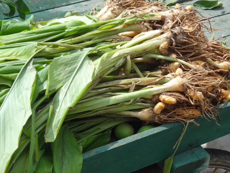 Ingredient Profiles turmeric